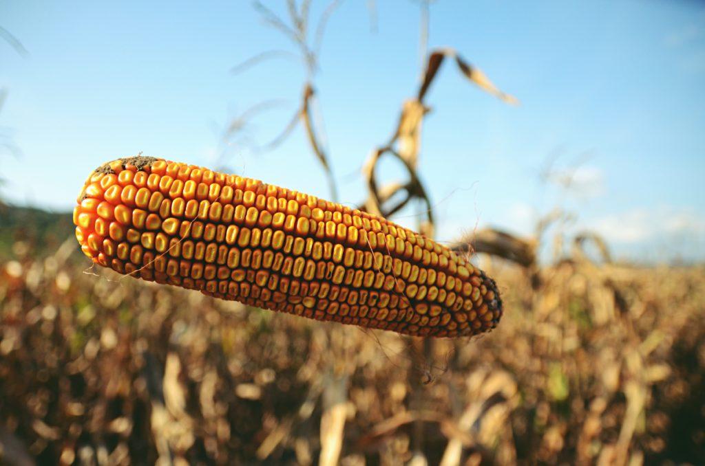 corn flour