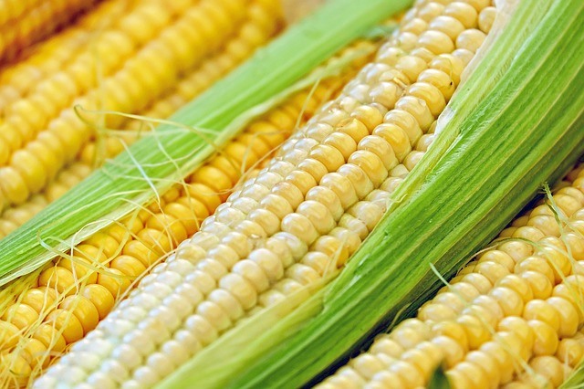 corn bread
